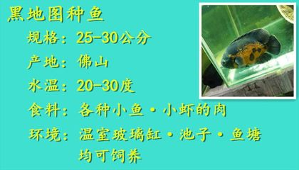 貔貅放枕頭下三天認主的奧秘與正確方法,根據您提供的內容,生成的標題如下,,「貔貅放枕頭下三天認主的奧秘與正確方法」 龍魚百科 第3張 貔貅放枕頭下三天認主的奧秘與正確方法,根據您提供的內容,生成的標題如下,,「貔貅放枕頭下三天認主的奧秘與正確方法」 貔貅放枕頭下三天認主的奧秘與正確方法,根據您提供的內容,生成的標題如下,,「貔貅放枕頭下三天認主的奧秘與正確方法」 龍魚百科 第3張