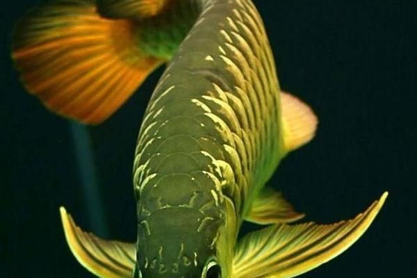 龍魚紅眼病怎么治療：治療龍魚紅眼病的方法 龍魚紅眼病怎么治療：治療龍魚紅眼病的方法 紅龍魚百科 第1張