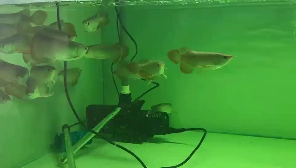 加熱棒要提前開啟了