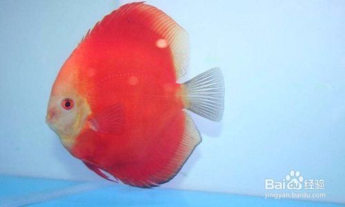 貔貅擺件放在家里什么位置好?風(fēng)水布局全解析,貔貅擺件最佳擺放位置與風(fēng)水布局全指南 龍魚(yú)百科 第3張 貔貅擺件放在家里什么位置好?風(fēng)水布局全解析,貔貅擺件最佳擺放位置與風(fēng)水布局全指南 貔貅擺件放在家里什么位置好?風(fēng)水布局全解析,貔貅擺件最佳擺放位置與風(fēng)水布局全指南 龍魚(yú)百科 第3張