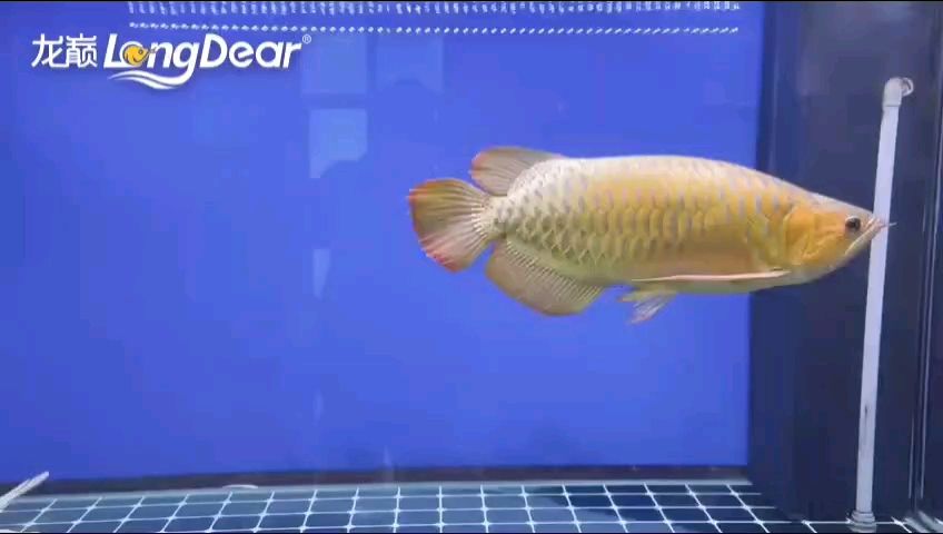 轉發(fā)593