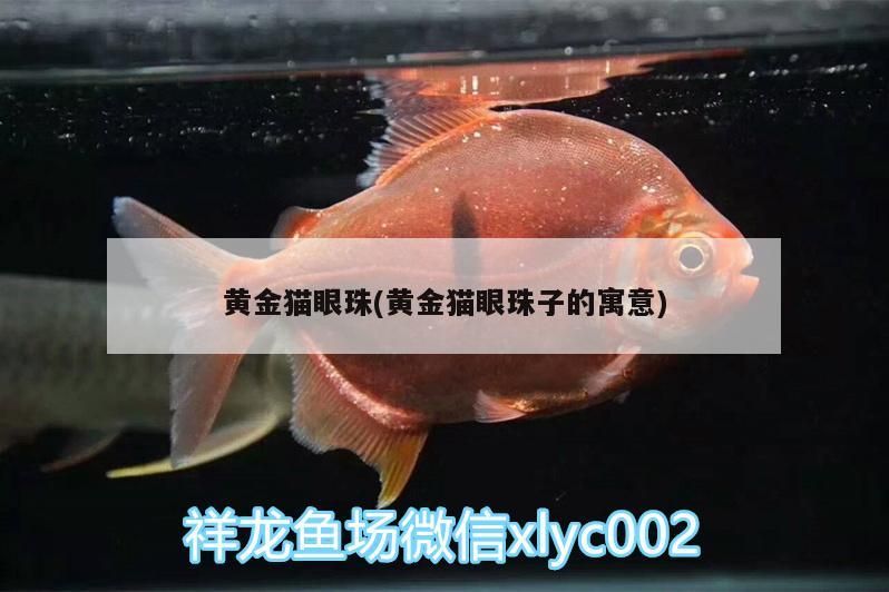 黃金貓眼珠(黃金貓眼珠子的寓意)