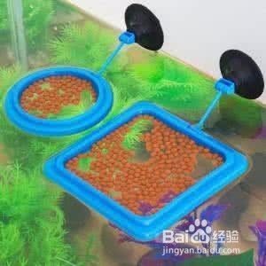 朋友送的魚缸可以收嗎？一份關(guān)于禮物接受與養(yǎng)魚責(zé)任的思考，朋友送的魚缸該不該收？探討禮物背后的責(zé)任與承諾