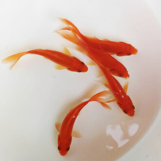 魚樂無窮，朋友圈曬魚的10句幽默神回復，笑翻你的好友圈！魚樂無窮！10句曬魚神回復，笑翻好友圈！