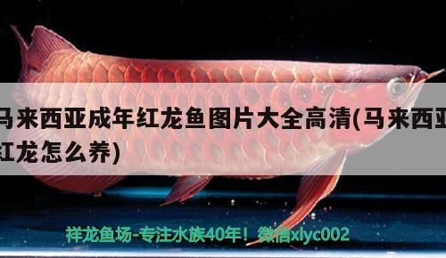 馬來西亞成年紅龍魚圖片大全高清(馬來西亞紅龍怎么養)