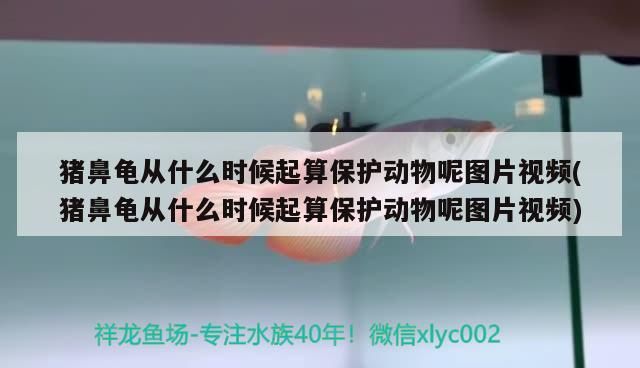 豬鼻龜從什么時候起算保護動物呢圖片視頻(豬鼻龜從什么時候起算保護動物呢圖片視頻) 豬鼻龜從什么時候起算保護動物呢圖片視頻(豬鼻龜從什么時候起算保護動物呢圖片視頻) 豬鼻龜百科