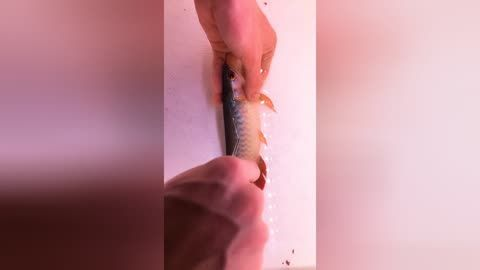 龍魚得寄生蟲能自愈嗎vs祥龍魚場：治療龍魚寄生蟲的藥品 龍魚得寄生蟲能自愈嗎vs祥龍魚場：治療龍魚寄生蟲的藥品 vs祥龍魚場 第2張
