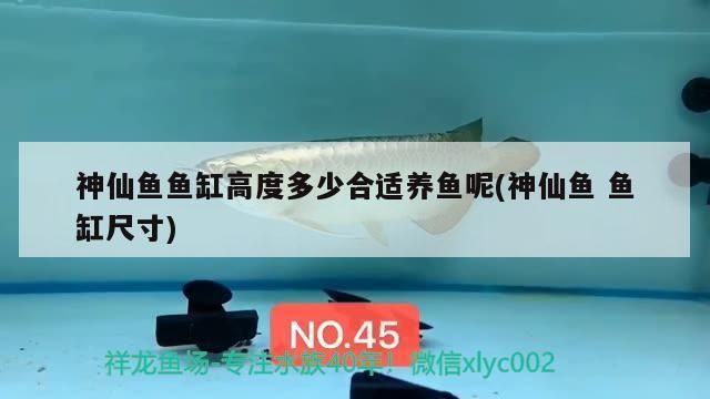 神仙魚魚缸高度多少合適養魚呢(神仙魚魚缸尺寸)