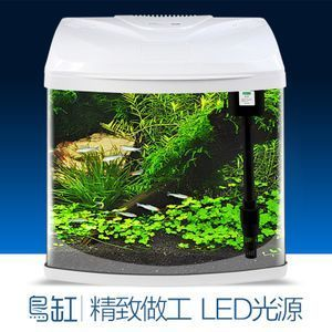 排名第一鎮宅烏龜，千年靈獸的吉祥奧秘與養護指南，千年靈獸，排名第一鎮宅烏龜的吉祥奧秘與科學養護指南