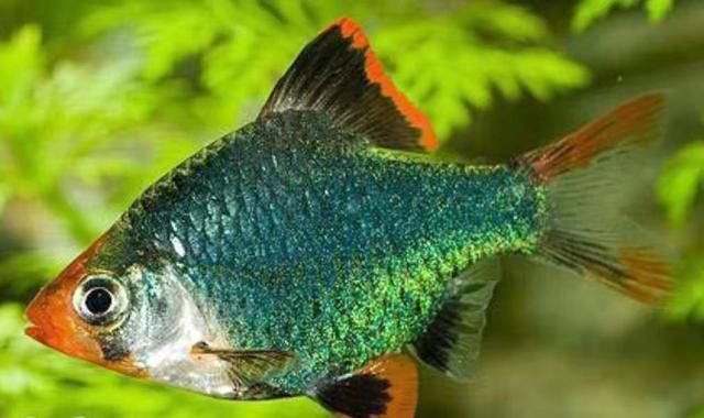 排名第一的鎮宅鳥，揭秘中國傳統中的靈禽護家之道，鎮宅靈禽之首，揭秘中國傳統護家神鳥的奧秘