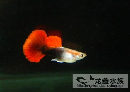 紅色的觀賞魚魚有哪些品種好養(yǎng)（紅色的觀賞魚品種有哪些）