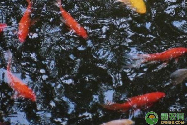拍魚的心情說說簡短，鏡頭下的生命與心境，魚影心語，鏡頭定格的生命悸動與心境漣漪
