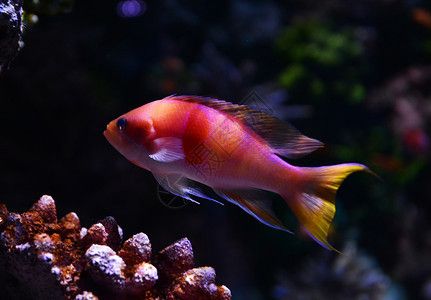 伊罕加熱棒復(fù)位（伊罕加熱棒復(fù)位視頻） 伊罕加熱棒復(fù)位（伊罕加熱棒復(fù)位視頻） 伊罕水族