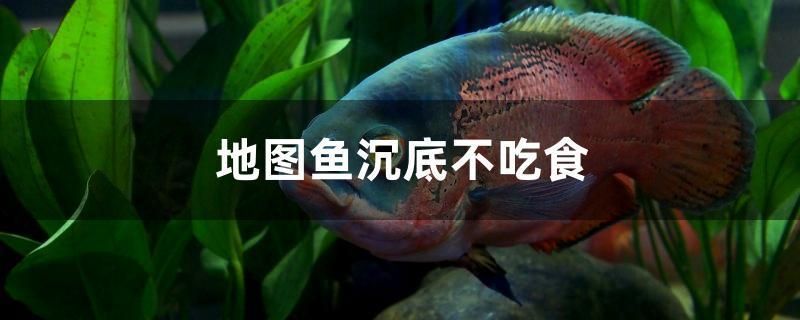 地圖魚沉底不吃食 地圖魚沉底不吃食 黃金貓魚百科