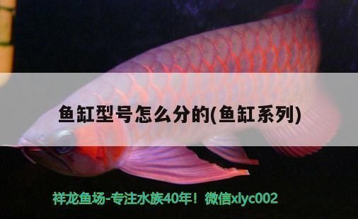 紅龍魚短身和長身的區別在哪里圖片（紅龍魚短身和長身的區別在哪里圖片大全）