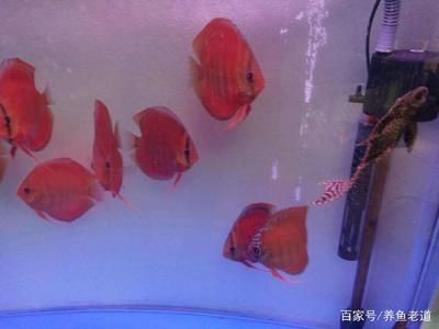 60厘米魚缸養(yǎng)七彩神仙魚：七彩神仙魚適合養(yǎng)殖的七彩神仙魚品種 60厘米魚缸養(yǎng)七彩神仙魚：七彩神仙魚適合養(yǎng)殖的七彩神仙魚品種 魚缸百科 第1張