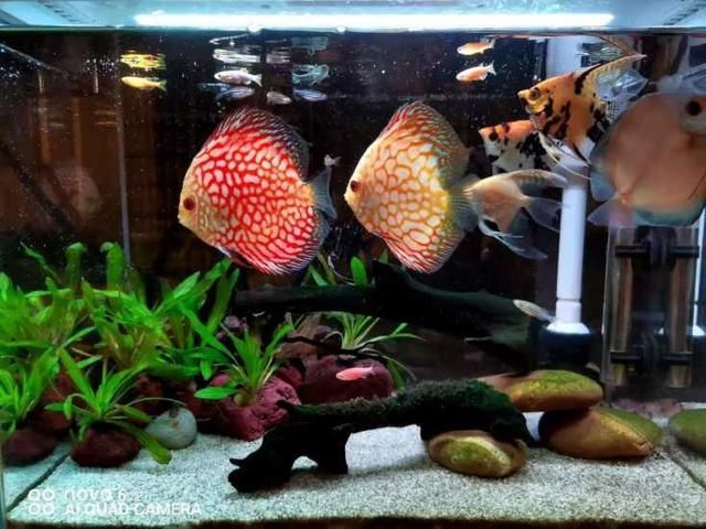 60厘米魚缸養(yǎng)七彩神仙魚：七彩神仙魚適合養(yǎng)殖的七彩神仙魚品種 60厘米魚缸養(yǎng)七彩神仙魚：七彩神仙魚適合養(yǎng)殖的七彩神仙魚品種 魚缸百科 第3張