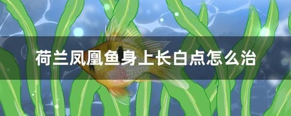 女士佩戴魚化龍玉石好嗎？解析魚化龍玉石的寓意與佩戴講究，魚化龍玉石寓意解析，女士佩戴的講究與象征意義