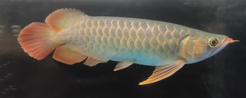 龍魚吃多少就飽了vs祥龍魚場：龍魚吃多少就飽了 龍魚吃多少就飽了vs祥龍魚場：龍魚吃多少就飽了 vs祥龍魚場 第5張