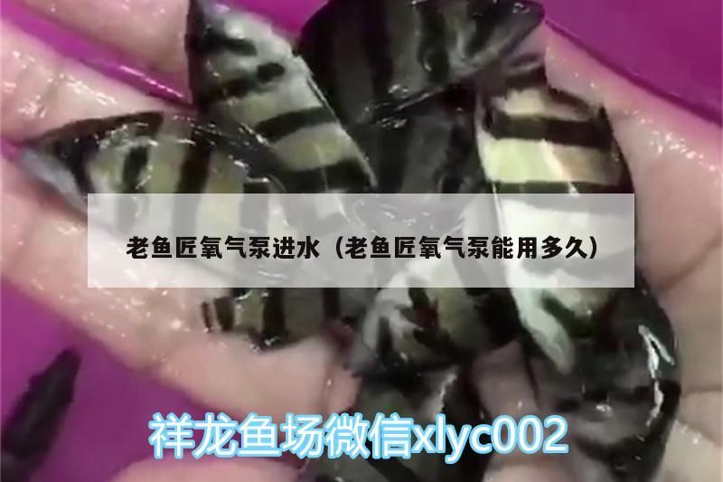 老魚匠氧氣泵進水（老魚匠氧氣泵能用多久） 老魚匠氧氣泵進水（老魚匠氧氣泵能用多久） 老魚匠