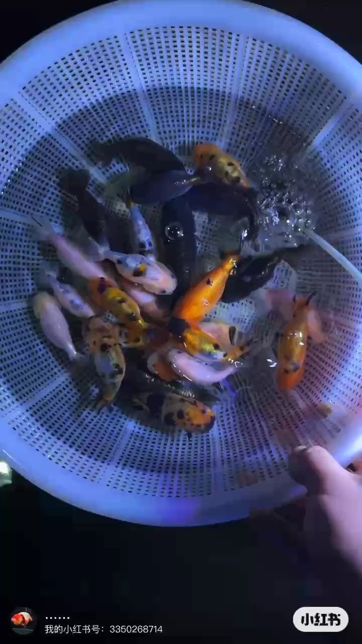 蘭壽太多了出掉 蘭壽太多了出掉 龍魚論壇