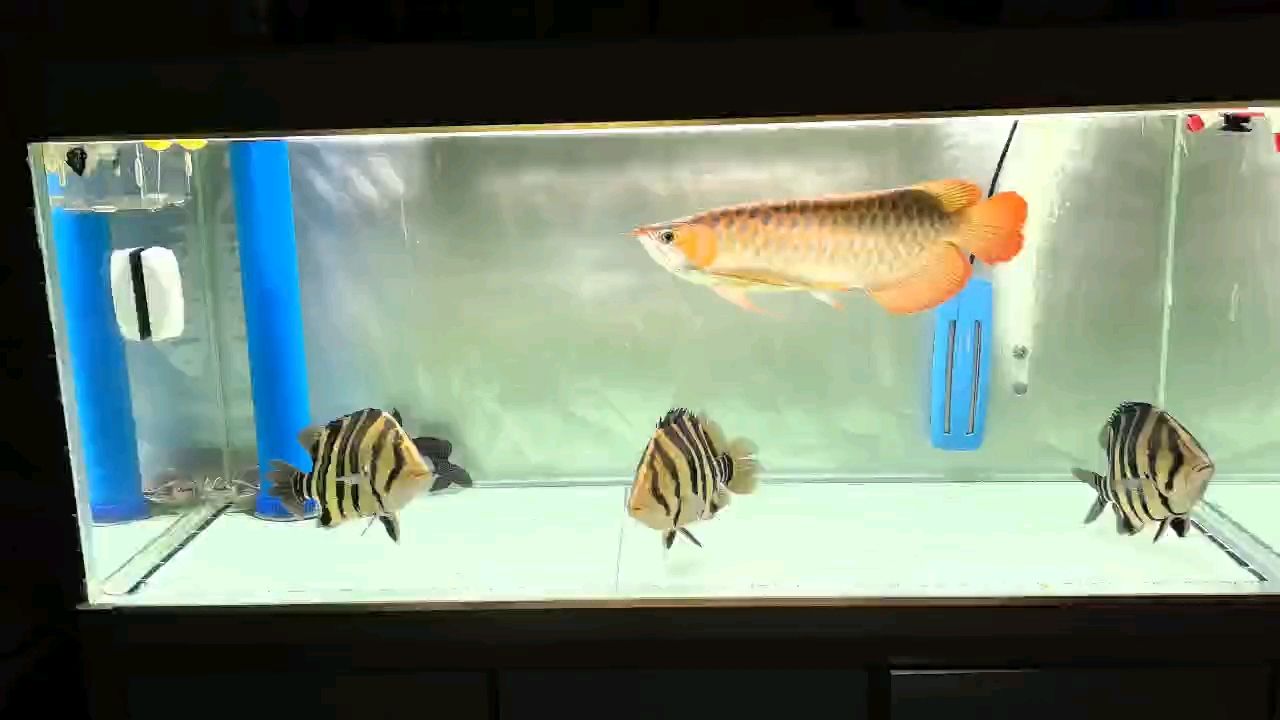 折騰 折騰 龍魚論壇