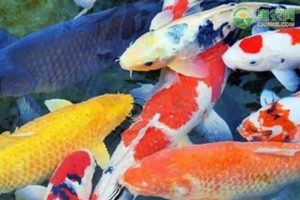 創寧變頻水泵怎樣區分正品和負品（創寧變頻水泵怎樣區分正品和負品的） 創寧變頻水泵怎樣區分正品和負品（創寧變頻水泵怎樣區分正品和負品的） 創寧水族