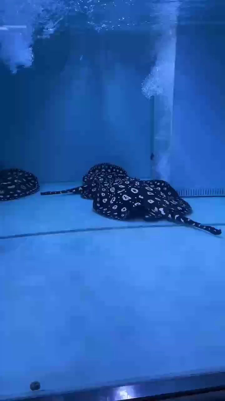 魚缸過濾器選購指南:自制魚缸過濾器魚缸上置過濾器對于養(yǎng)魚愛好者的必備知識 老鬼 龍魚論壇 老鬼 老鬼 龍魚論壇