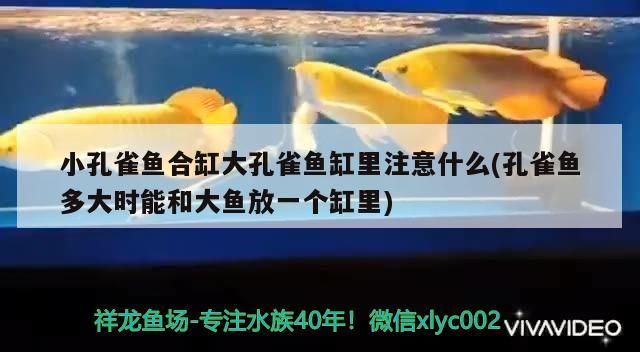 小孔雀魚合缸大孔雀魚缸里注意什么(孔雀魚多大時能和大魚放一個缸里)