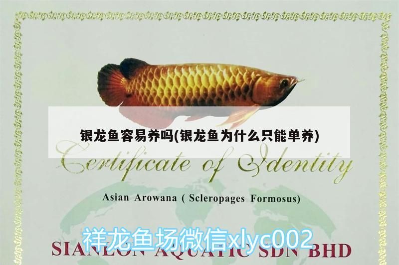 銀龍魚(yú)容易養(yǎng)嗎(銀龍魚(yú)為什么只能單養(yǎng))