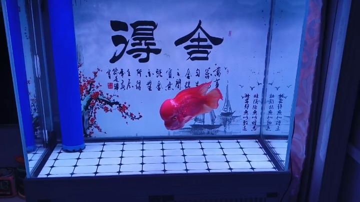 四年了，古典鳳凰。