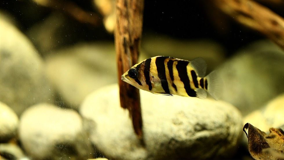 虎魚原生態(tài)環(huán)境是什么樣子：泰國虎魚是一種常見的觀賞魚