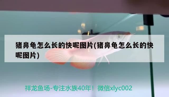 豬鼻龜怎么長(zhǎng)的快呢圖片(豬鼻龜怎么長(zhǎng)的快呢圖片)