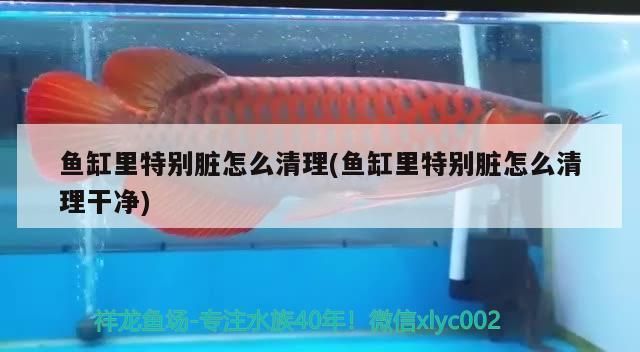 魚缸里特別臟怎么清理(魚缸里特別臟怎么清理干凈) 魚缸里特別臟怎么清理(魚缸里特別臟怎么清理干凈) 金龍魚百科