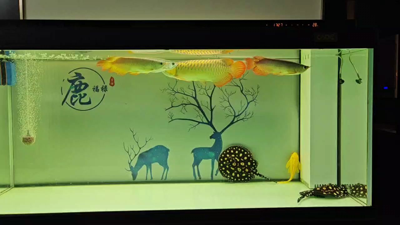 魚缸用增氧泵價格是多少:魚缸增氧機-xtrac增氧機-xtrac增氧機 摩擦不斷 龍魚論壇 摩擦不斷 摩擦不斷 龍魚論壇
