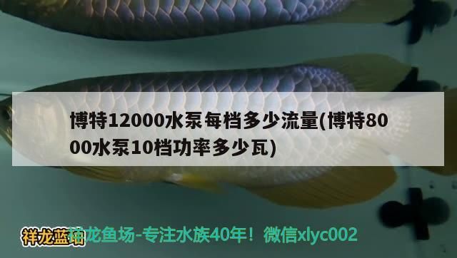 博特12000水泵每檔多少流量(博特8000水泵10檔功率多少瓦)