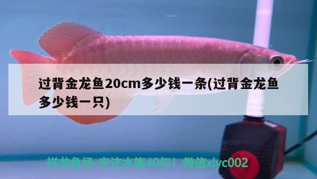 B級過背金龍魚 過背金龍魚20cm多少錢一條(過背金龍魚多少錢一只) 金龍魚百科 過背金龍魚20cm多少錢一條(過背金龍魚多少錢一只) 過背金龍魚20cm多少錢一條(過背金龍魚多少錢一只) 金龍魚百科
