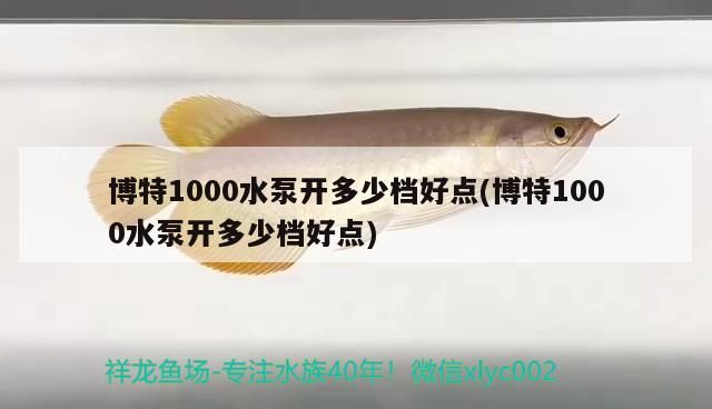 博特1000水泵開多少檔好點(博特1000水泵開多少檔好點) 博特1000水泵開多少檔好點(博特1000水泵開多少檔好點) 博特水族
