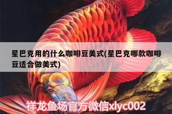 星巴克用的什么咖啡豆美式(星巴克哪款咖啡豆適合做美式) 星巴克用的什么咖啡豆美式(星巴克哪款咖啡豆適合做美式) 馬來西亞咖啡