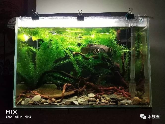 40魚缸適合養什么雷龍：40魚缸中適合飼養哪種雷龍魚，雷龍魚的飼養技巧