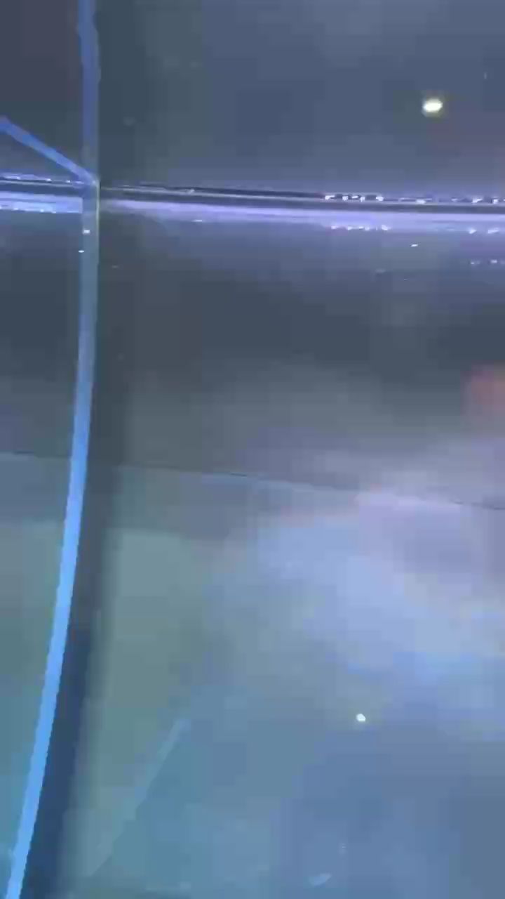 求救 這是線蟲還是箭蟲？？？ 求救 這是線蟲還是箭蟲？？？ 龍魚論壇