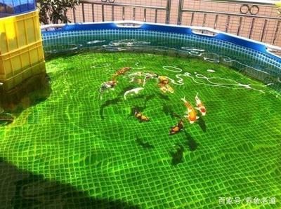 戶外觀賞魚池如何預防青苔生長（如何預防魚池青苔生長） 戶外觀賞魚池如何預防青苔生長（如何預防魚池青苔生長） 黃金貓魚百科 第1張