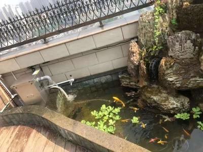 戶外觀賞魚池如何預防青苔生長（如何預防魚池青苔生長） 戶外觀賞魚池如何預防青苔生長（如何預防魚池青苔生長） 黃金貓魚百科 第2張