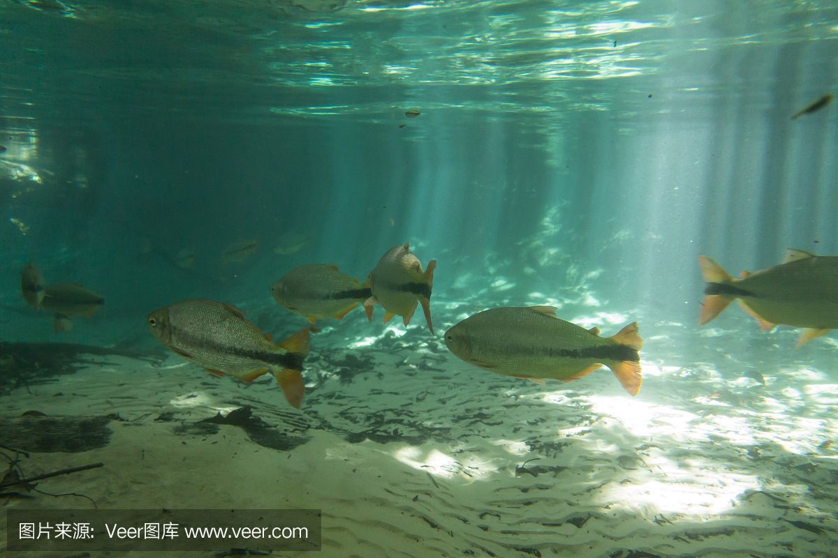 魟魚能用淡水養嗎：[需手動填充]魚可以作為淡水觀賞魚進行飼養,魟魚能用淡水養嗎