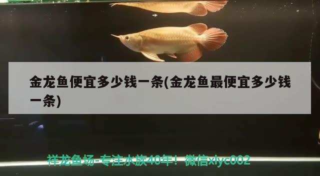 伊罕石英球真假辨別圖片(伊罕石英球效果怎么樣) 伊罕石英球真假辨別圖片(伊罕石英球效果怎么樣) 伊罕水族 第2張