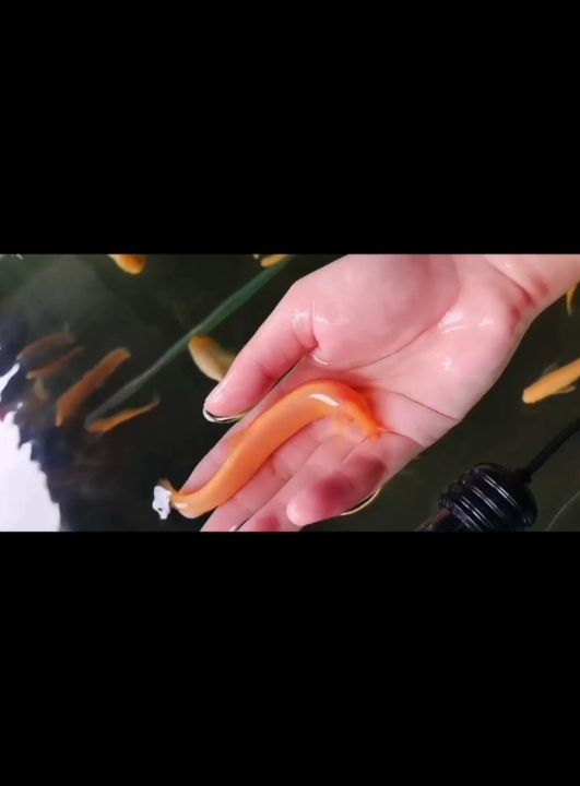 金魚缸中的小肥龍??，苗子帶大，幾個月沒互動，依舊親人[ciya]