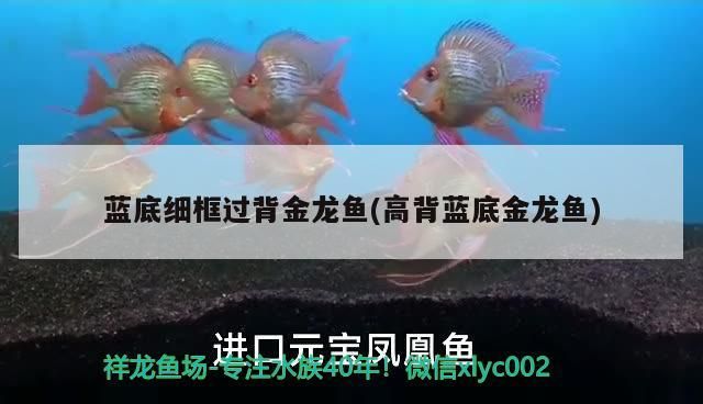 藍(lán)底細(xì)框過背金龍魚(高背藍(lán)底金龍魚)