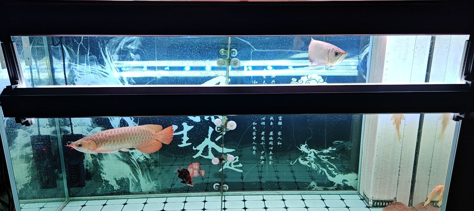 還是打啊 還是打啊 龍魚論壇