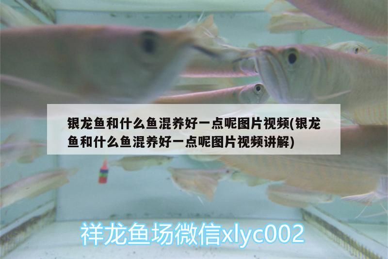 銀龍魚和什么魚混養好一點呢圖片視頻(銀龍魚和什么魚混養好一點呢圖片視頻講解)