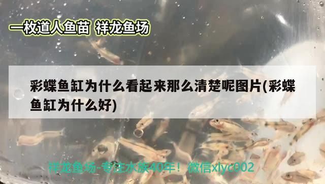 彩蝶魚缸為什么看起來那么清楚呢圖片(彩蝶魚缸為什么好)